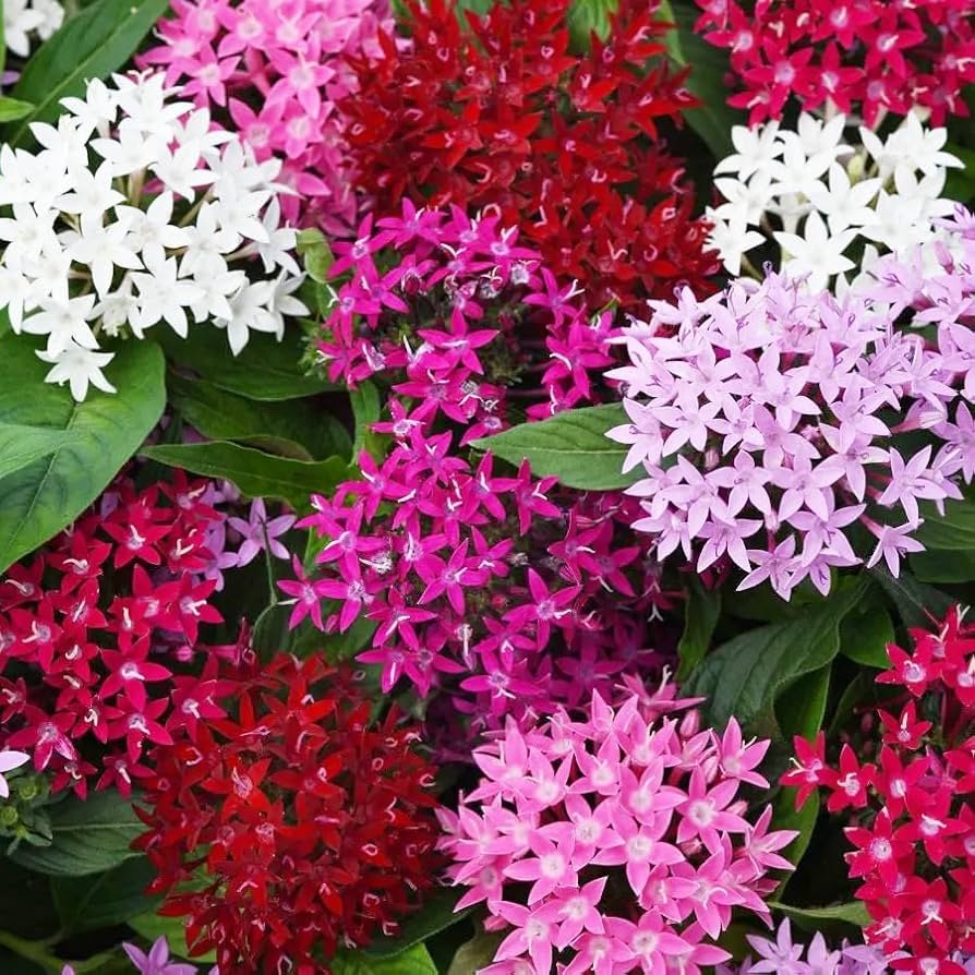 Sunstar pentas flowers in a sunny garden bed, with star-shaped blooms suited to full sun.