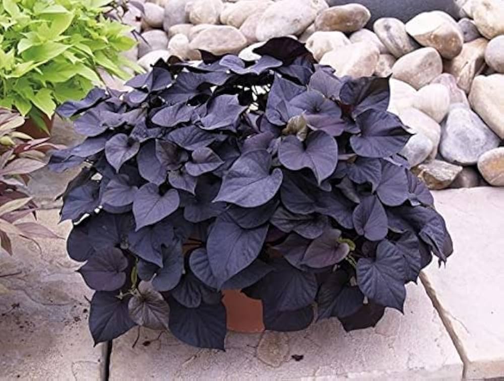 Sweet Caroline sweet potato vine spreading in full sun with bright foliage color.