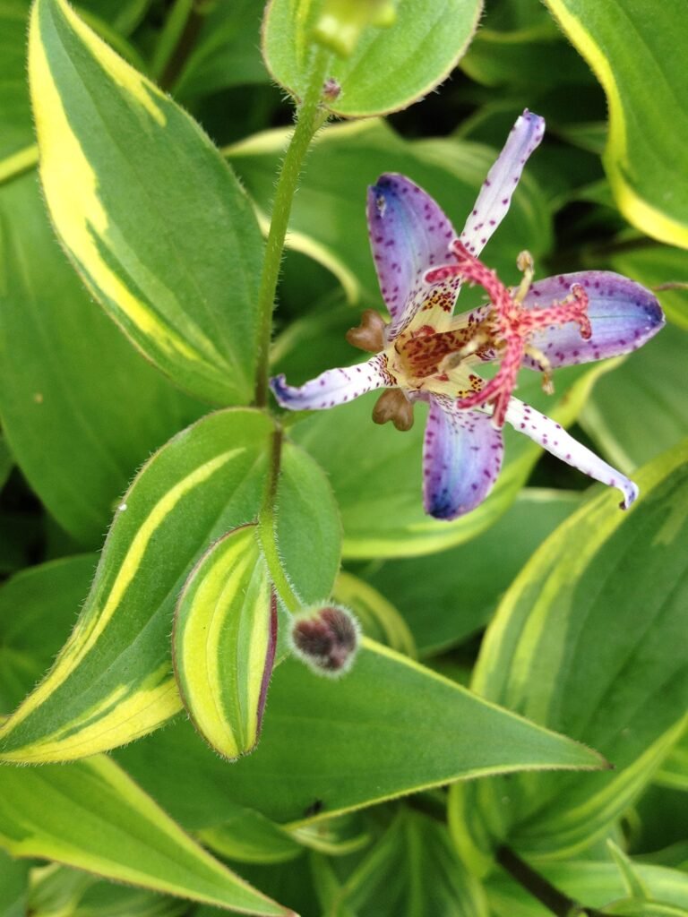 Toad lily is a shade perennial with spotted lavender flowers on arching stems in a shaded garden bed.