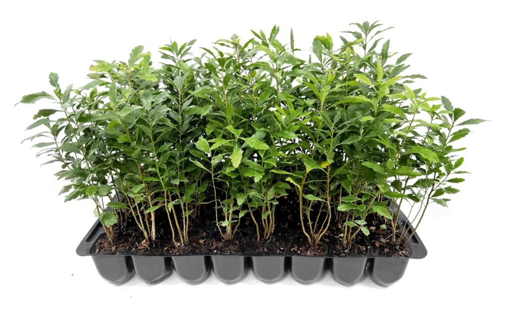 Wax myrtle shrubs planted as a natural privacy border with dense foliage.