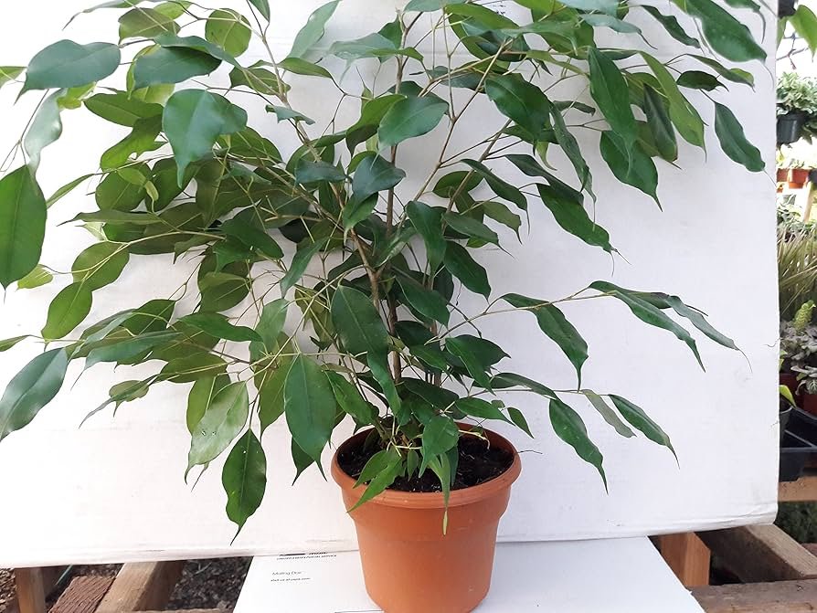 Weeping fig indoor tree with arching branches and glossy leaves in a floor pot, part of the best indoor plants for oxygen list.