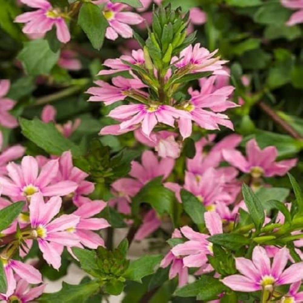 Whirlwind fan flower spilling over a pot in full sun with purple fan-shaped blooms.