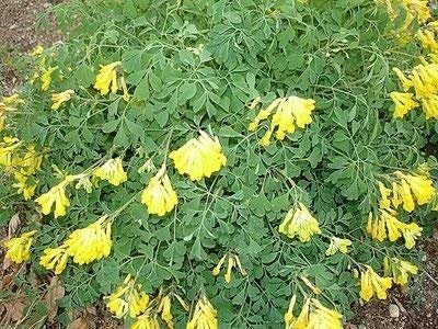 Alt text: Yellow corydalis is a shade perennial with clusters of small yellow flowers and fine grey-green leaves.