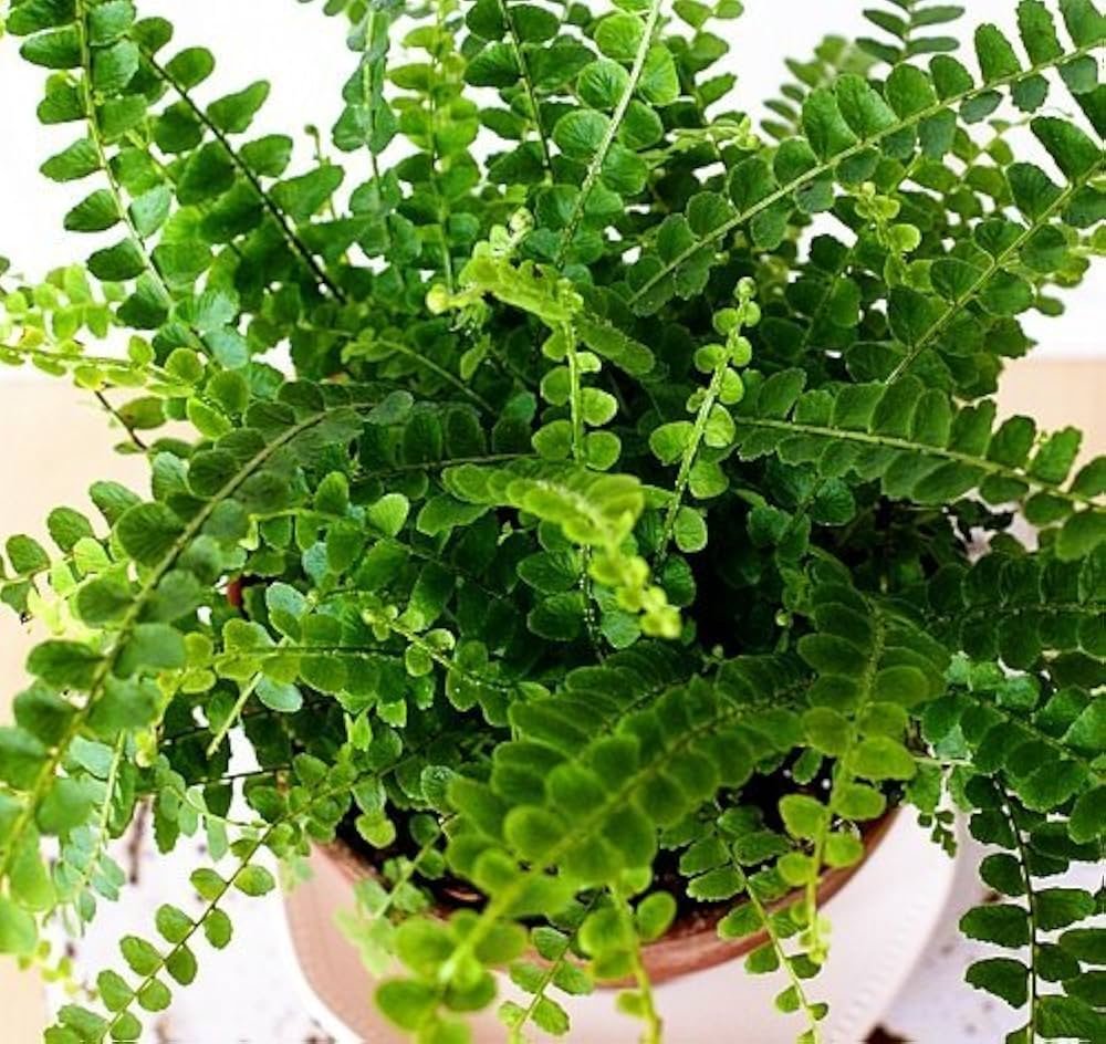 Lemon Button Fern as one of the best plants for closed terrariums in a sealed glass container