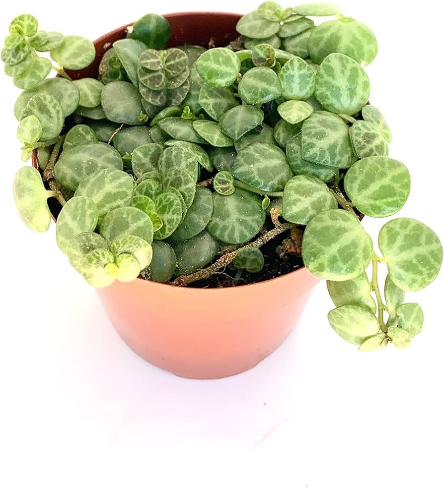String of Turtles trailing plant, a popular choice among best plants for closed terrariums